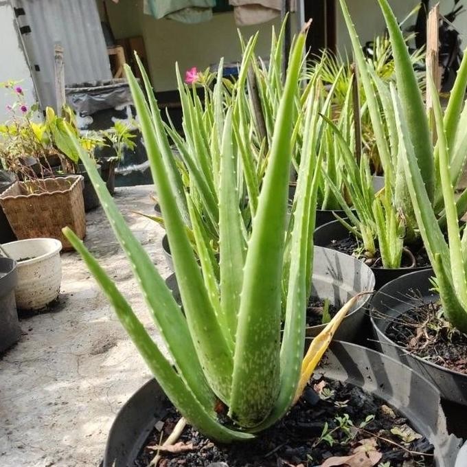 

Terlaris Bibit Lidah Buaya Khas Pontianak
