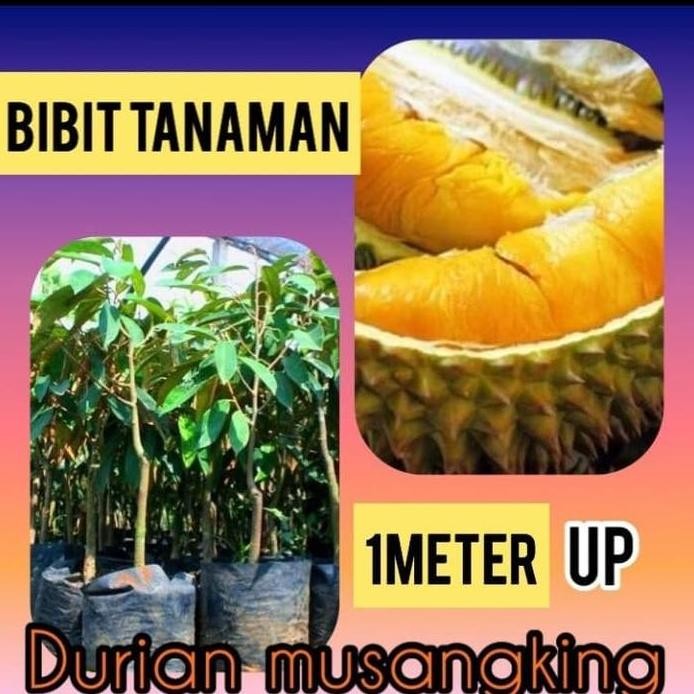

Terlaris Bibit Durian Musang King 1 Meter Up