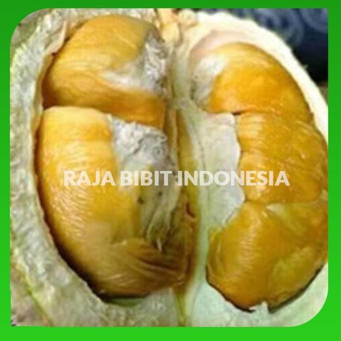 

Terlaris Bibit Durian Bawor Kaki Tiga