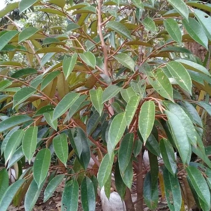 

Terlaris Bibit Durian Dongkelan