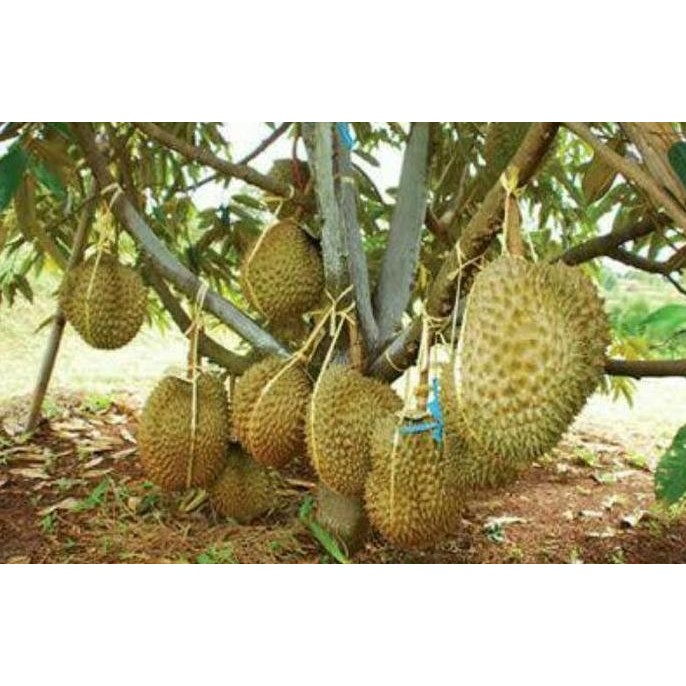 

Terlaris Bibit Unggul Durian Bawor Kaki 3