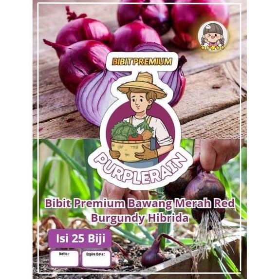 

Terlaris Bibit Unggul Bawang Merah Red Burgundy Hibrida | Benih Bawang Merah Hibrida