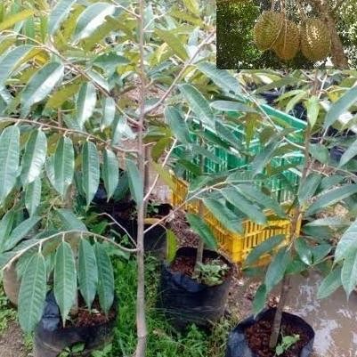 

Terlaris Bibit Okulasi Durian Montong