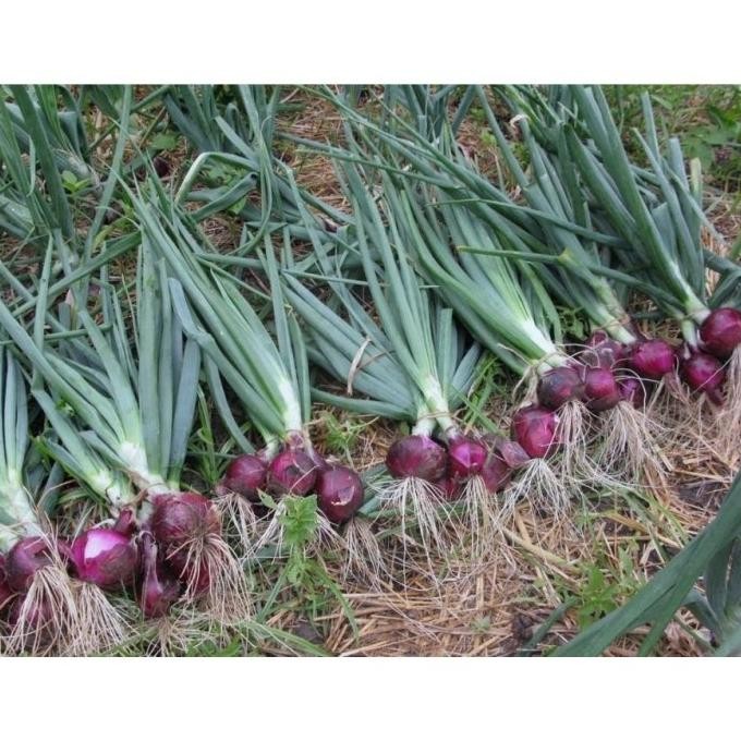 

Terlaris 50 Benih Bawang Merah Lokananta F1 Hibrida Bibit Tanaman Sayuran