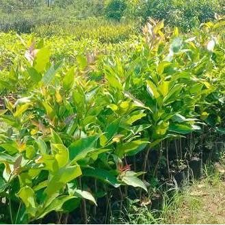 

Terlaris Bibit Jambu Air Kualitas No 1 Benih