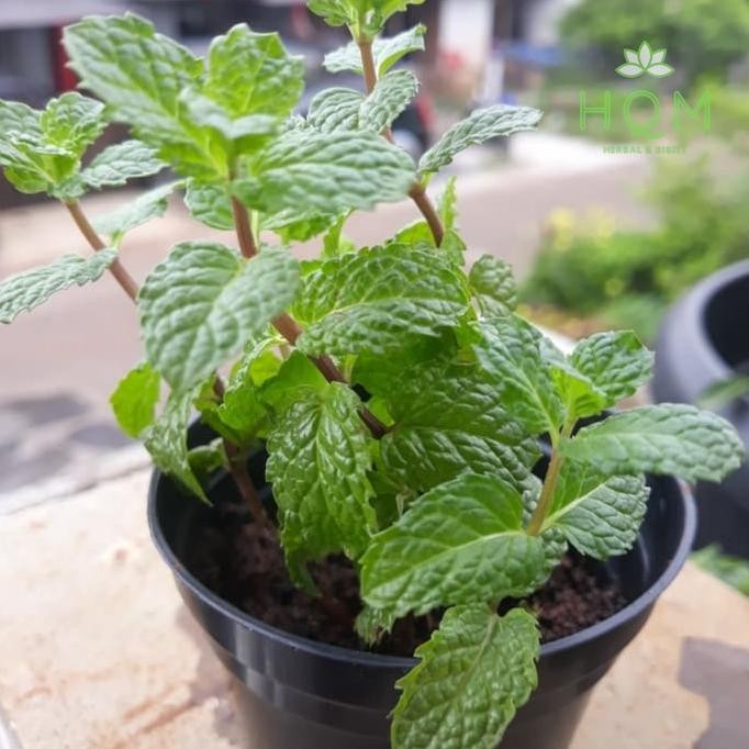 

Terlaris [Promo] Bibit Tanaman Herbal Daun Mint - Peppermint - Menthol 100 Gram