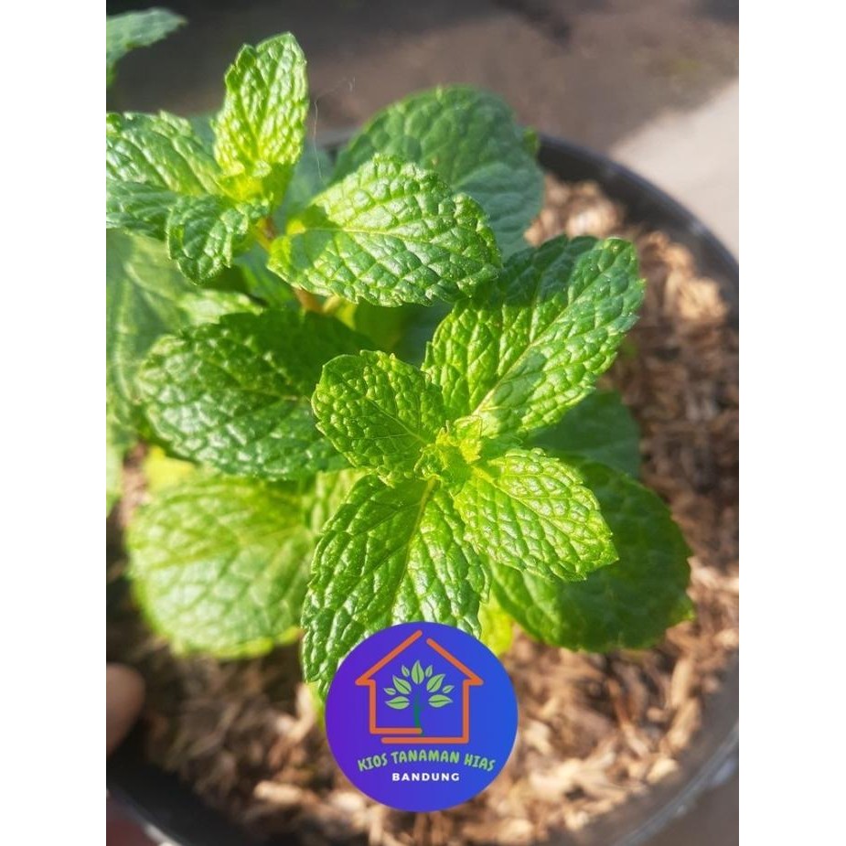 

Terlaris Bibit Tanaman Daun Mint Segar Pepermin Peppermint Eeee