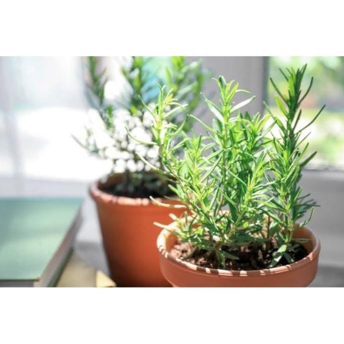 

Terlaris Bibit Tanaman Hias Rosemary - Herbal Pklmet 4906Bb
