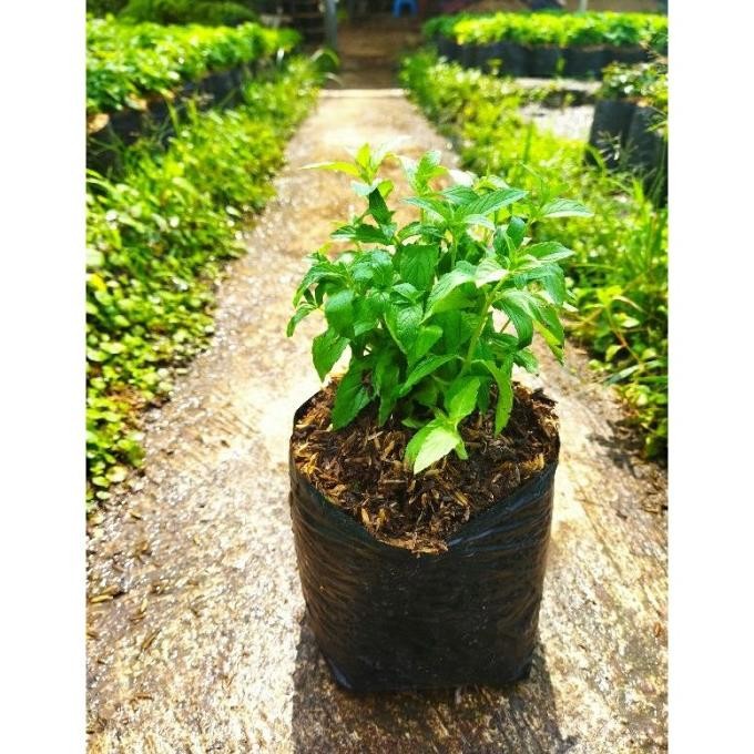 

Terlaris Bibit Tanaman Daun Mint Paket Murah Isi 8 Jenis Mint