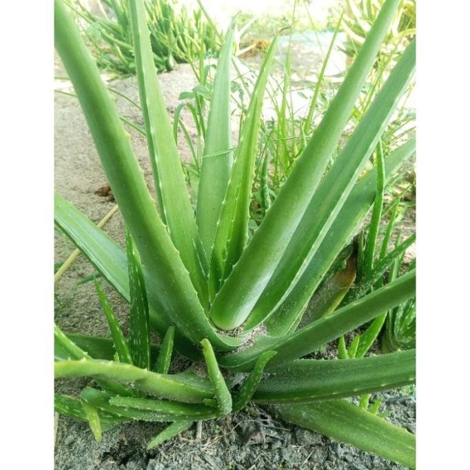 

Terlaris Bibit Tanaman Lidah Buaya Jumbo