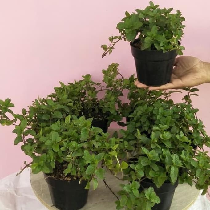 

Terlaris Paket 7 Bibit Tanaman Herbal Daun Mint - Pepermint - Spe Ecaaev 6849Cj