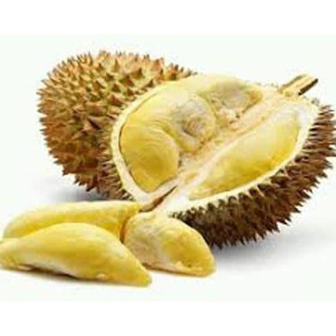 

Terlaris Bibit Tanaman Buah Durian Montong Kaki 3