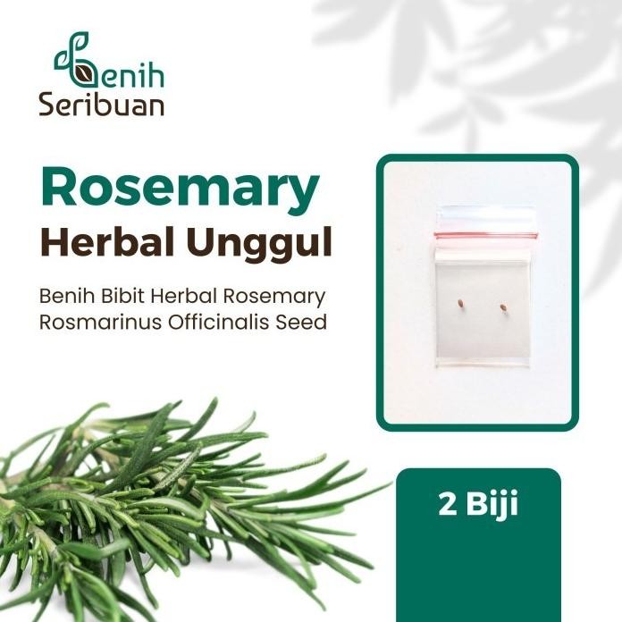 

Terlaris 2 Bibit Rosemary Benih Tanaman Herbal Rosmarinus Officinalis Import