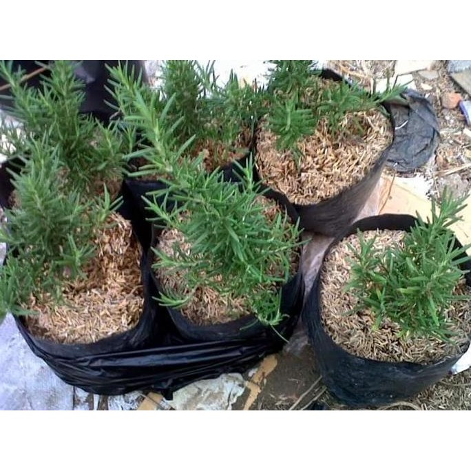 

Terlaris Bibit Tanaman Rosemary Hidup Hasil Stek Batang