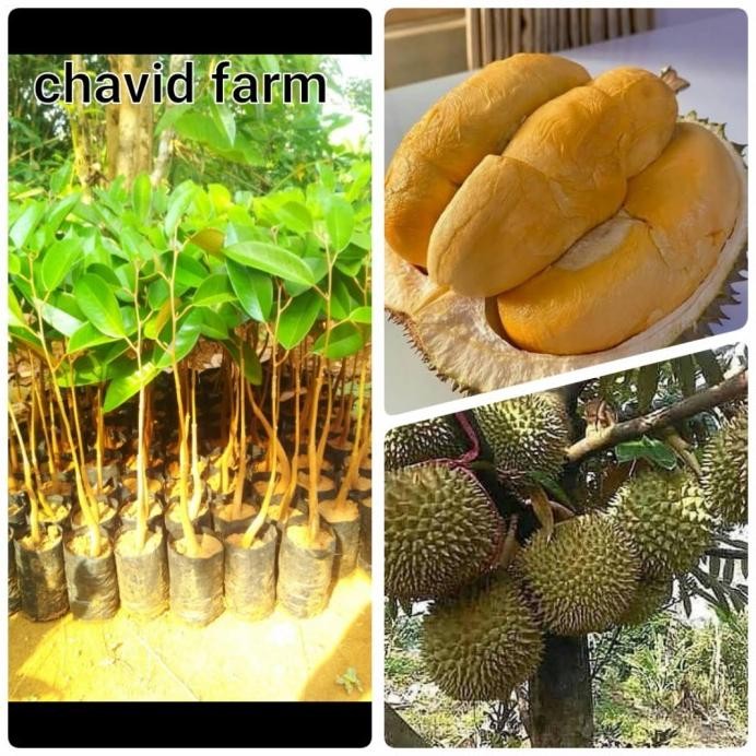 

Terlaris Bibit Durian Duri Hitam Oche Okulasi Berat 250 Gram