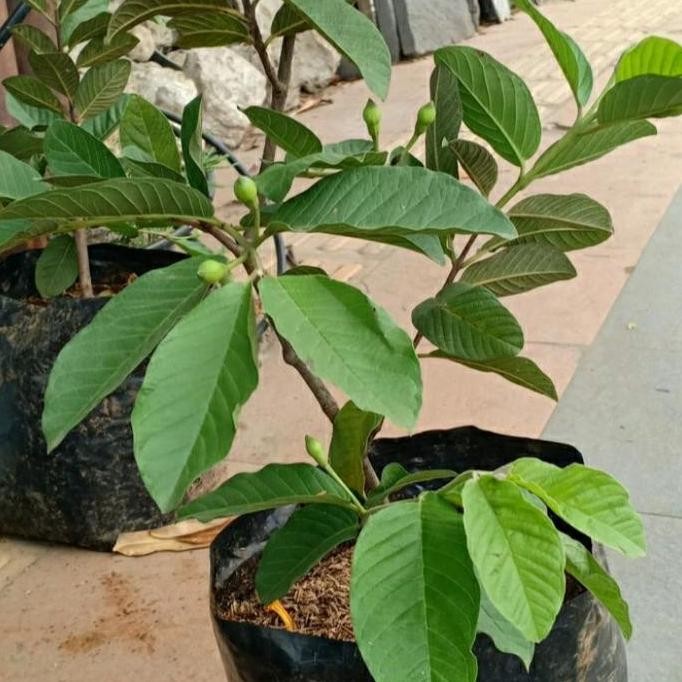 

Terlaris Bibit Tanaman Buah Jambu Kristal