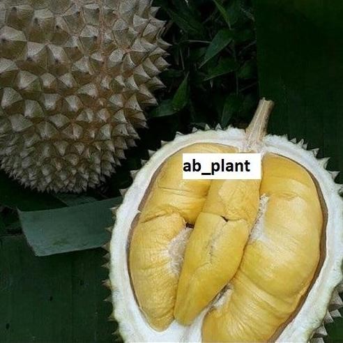 

Terlaris Bibit Durian Musangking Kaki 3 Super Cepat Berbuah