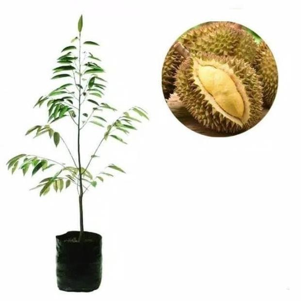 

Terlaris Bibit Durian Tembaga