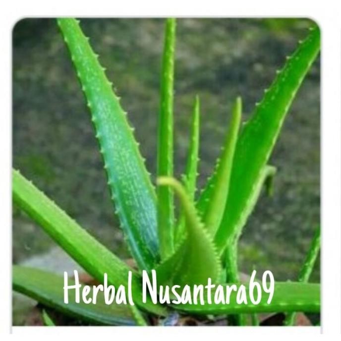 

Terlaris Bibit Tanaman Lidah Buaya Xyysih 9051Vx