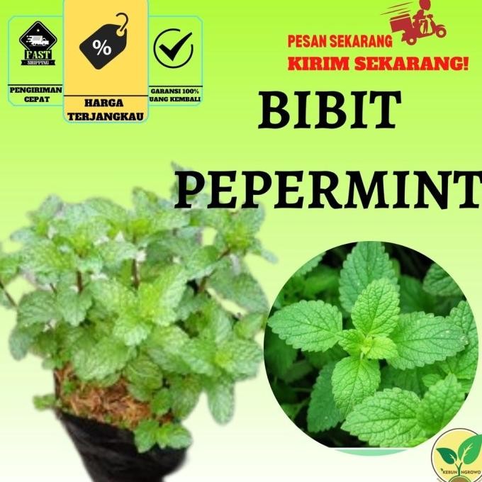 

Terlaris Tanaman Obat Daun Mint - Papermint Bibit Tanaman Herbal Pepermint