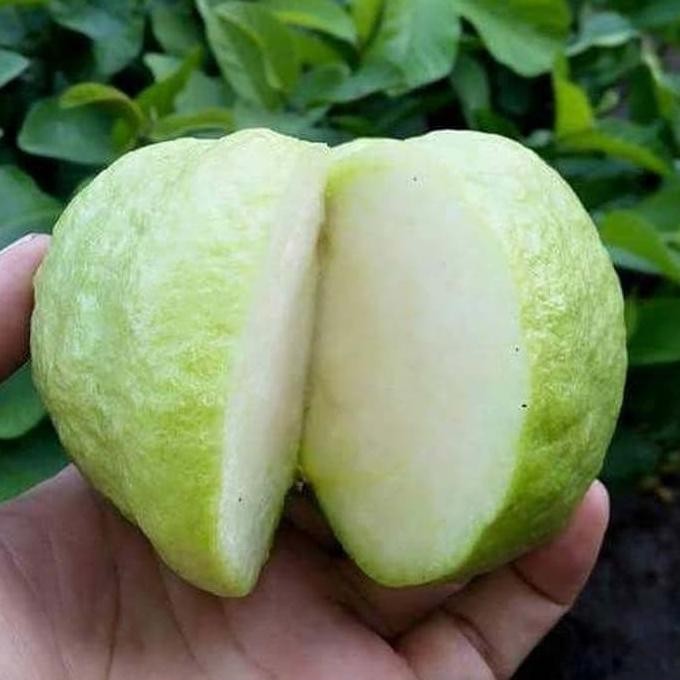 

Terlaris Bibit Jambu Kristal Putih Tanpa Biji Termurah