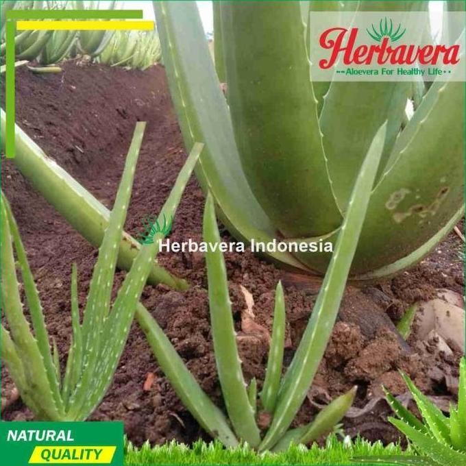 

Terlaris Ankn Bibit Aloevera Lidah Buaya