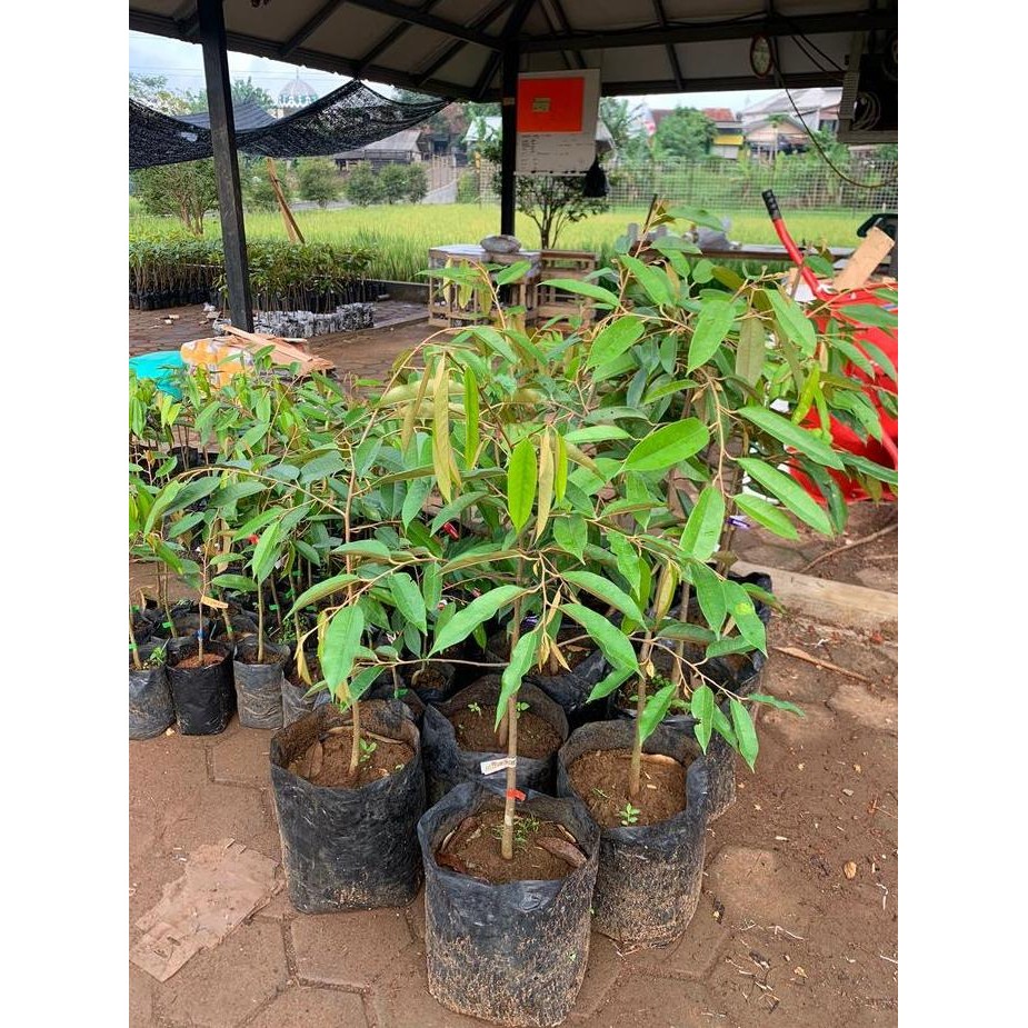

Terlaris Bibit Durian Tinggi 100Cm Premium Okulasi Tersertifikasi Daya Hidup Tinggi Bergaransi Aa Kadu Kebun Duritan Tasikmalaya
