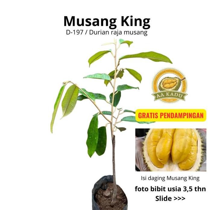 

Terlaris Bibit Durian Musangking Aa Kadu Tasikmalaya Tinggi 50Cm - Sudah Termasuk Packing Kayu