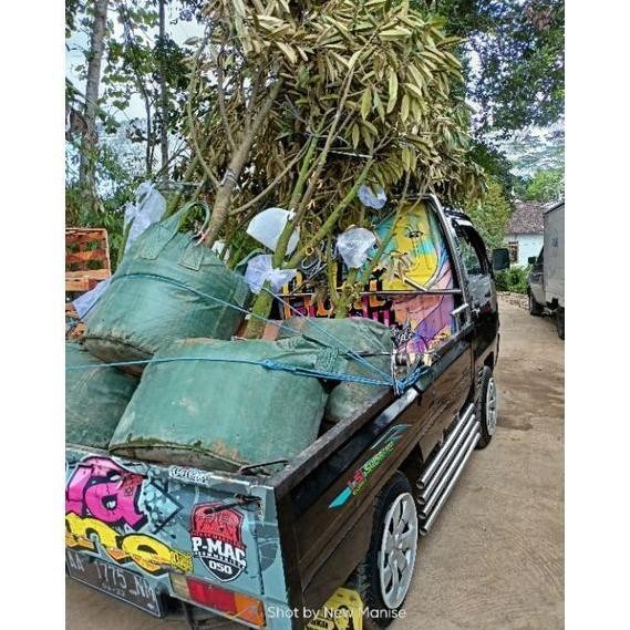 

Terlaris [Diskon] Bibit Durian Musangking Berbunga