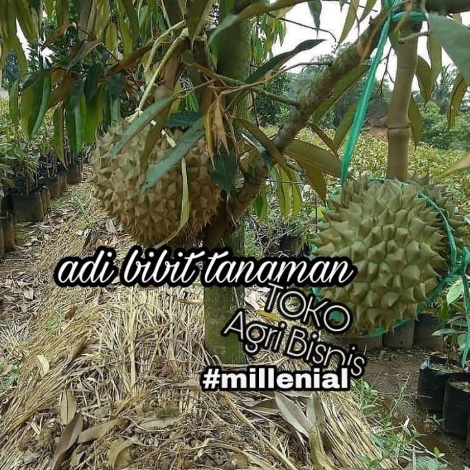

Terlaris Bibit Durian Montong Bisa Berbuah Dalam Pot(Bisa Tabulampot)