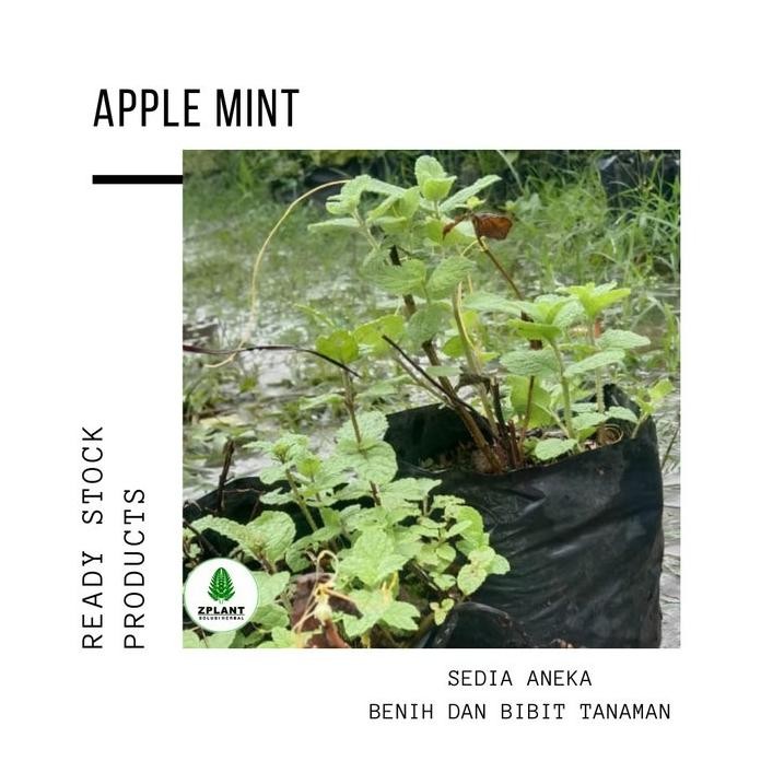 

Terlaris Bibit Tanaman Daun Apple Apel Mint Mentha Suaveolens Herbal Pohon Unik