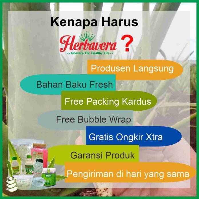 

Terlaris Bibit Lidah Buaya Jumbo Aloevera Organik