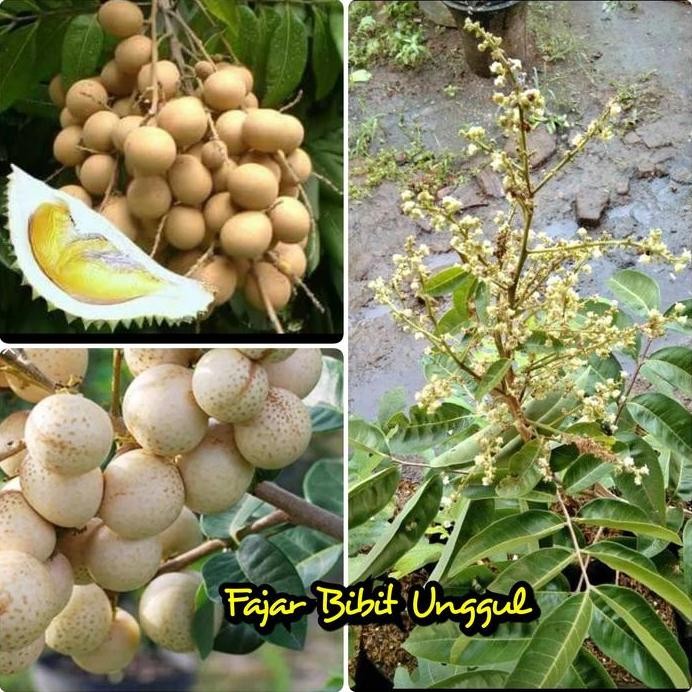 

Terlaris Bibit Kelengkeng Aroma Durian Sudah Berbunga