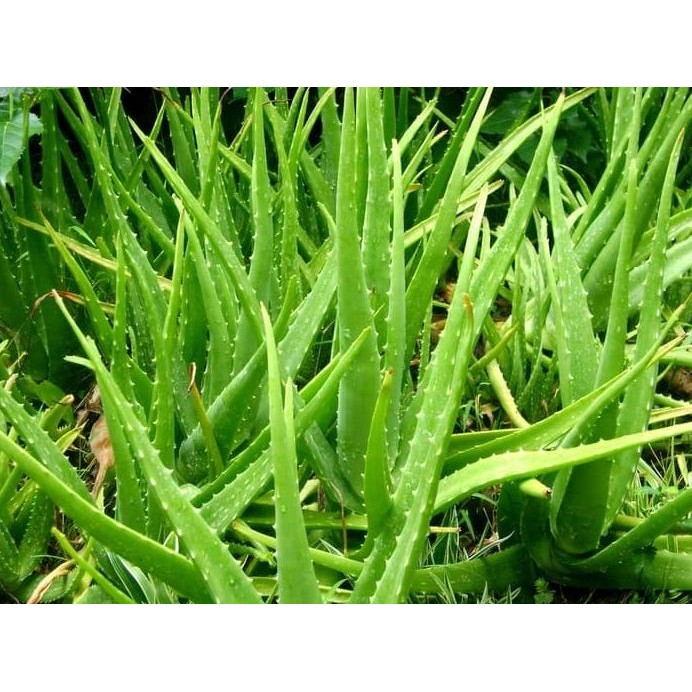 

Terlaris Diskon Tanaman / Bibit / Lidah Buaya Ukuran Tinggi Rata2 Diatas 40Cm