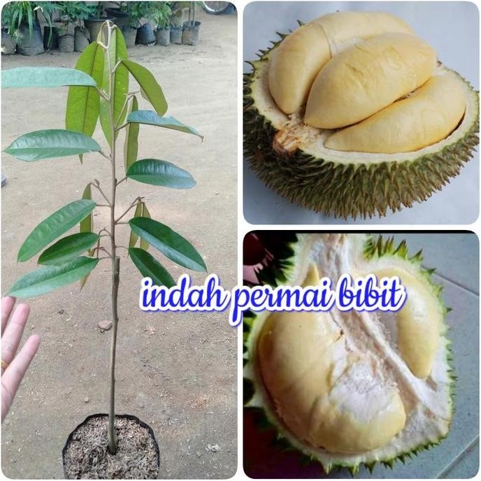 

Terlaris Bibit Tanaman Durian Terong Unggul