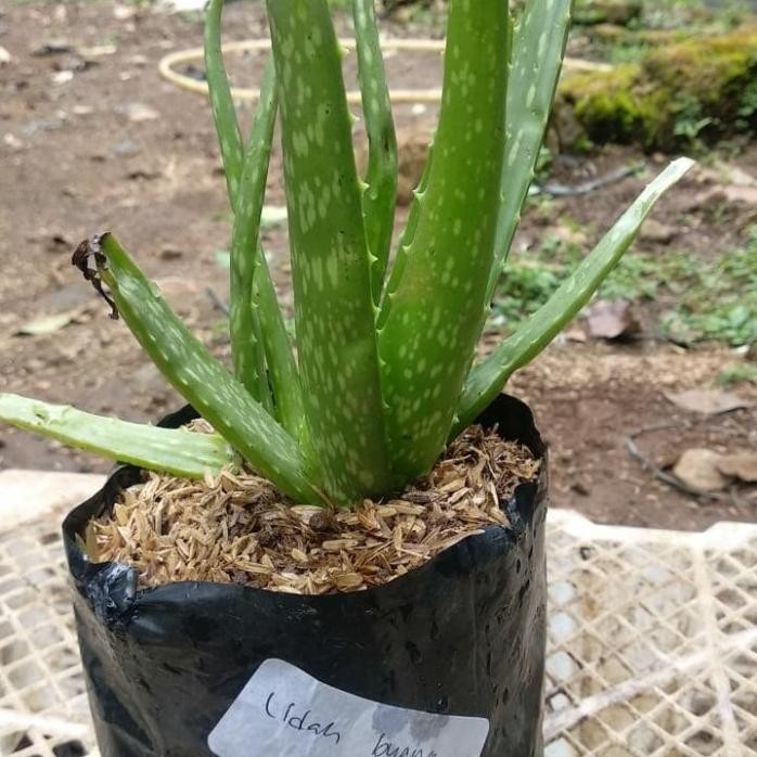 

Terlaris Bibit Tanaman Lidah Buaya Aloevera Istimewa