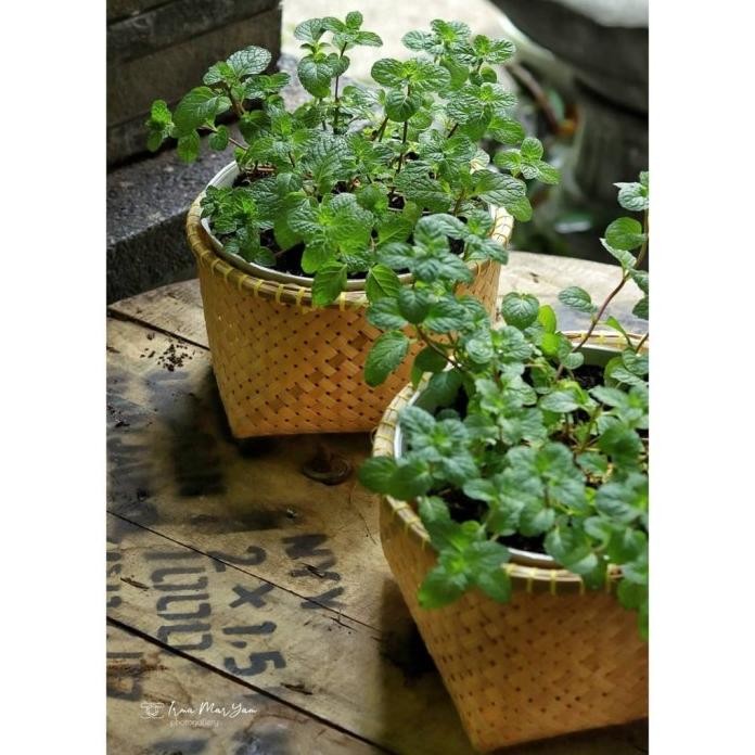 

Terlaris New Daun Mint Bibit Bunga - Tanaman Daun Mint Organik Segar Bisa