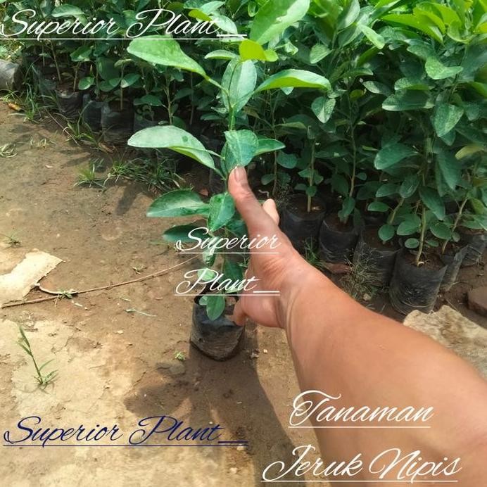 

Terlaris Bibit Jeruk Nipis Sedling