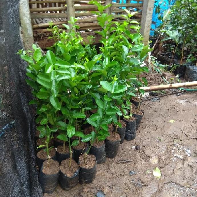

Terlaris Jual Bibit Jeruk Nipis Murah Unggul |Bibit Jeruk Nipis Okulasi