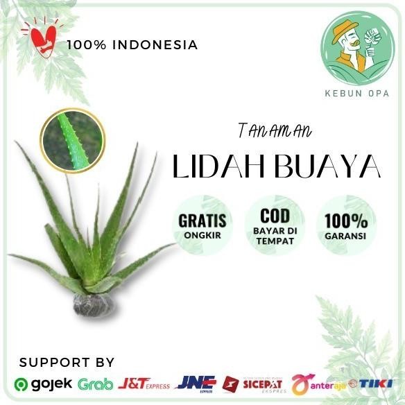 

Terlaris Bibit Tanaman Lidah Buaya Aloe Vera Segar Eeee
