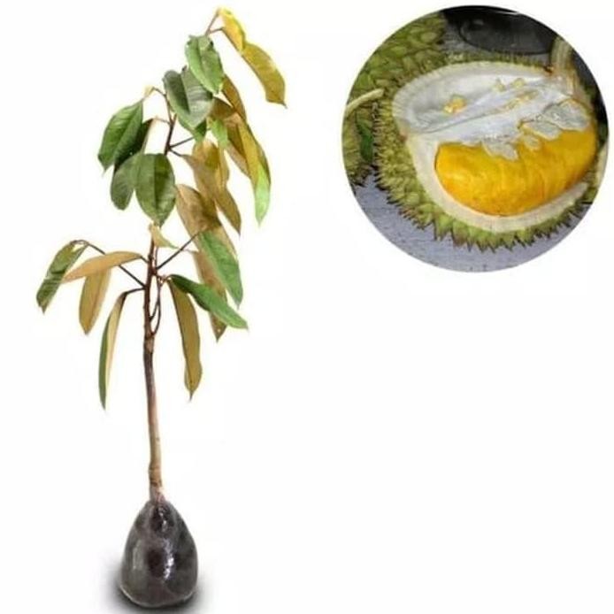 

Terlaris Bibit Tanaman Durian Monthong
