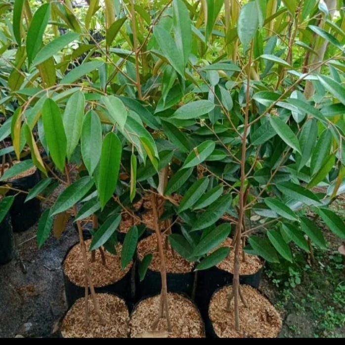 

Terlaris Bibit Durian Duri Hitam Kaki 3/ Durian Ochee Unggul