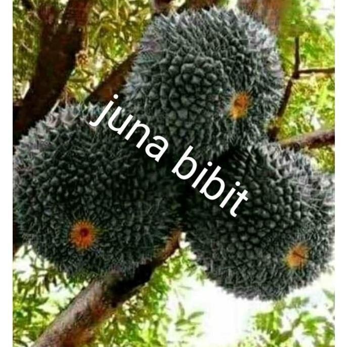 

Terlaris Terlaris Bibit Buah Durian Duri Hitam Okulasi Super Manteeb