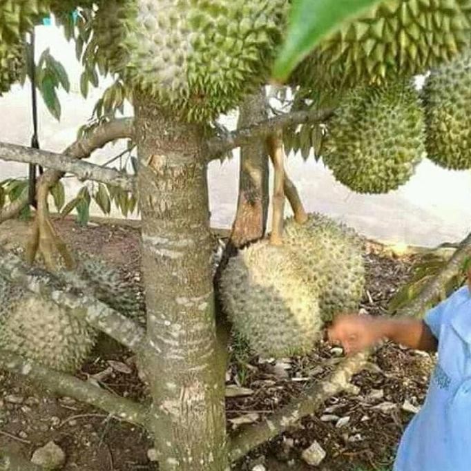 

Terlaris Terbaru!! Asli! Bibit Tanaman Buah Durian Musang King Kaki 3.. Kualitas Super A+