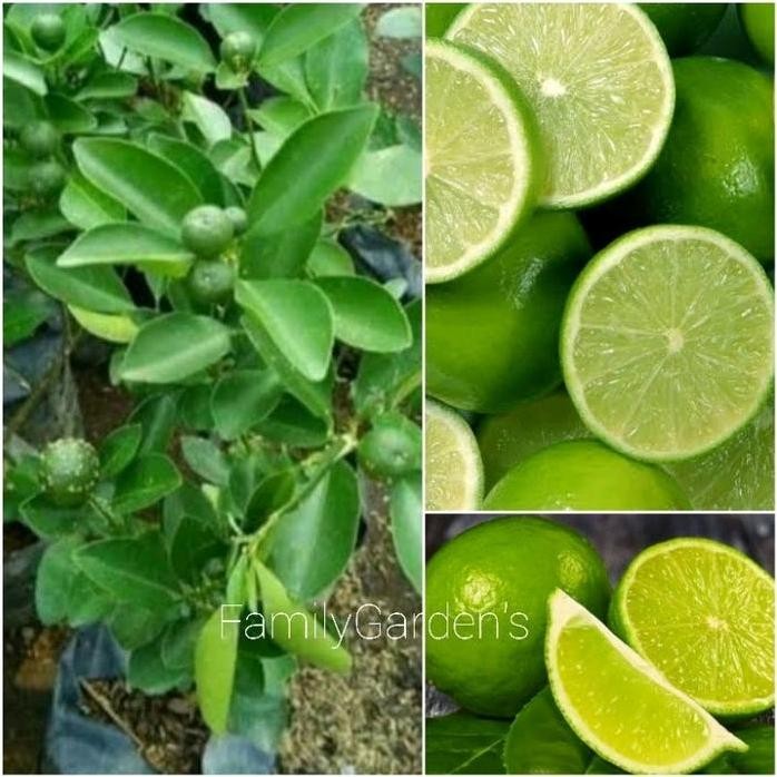 

Terlaris Bibit Tanaman Jeruk Nipis / Jeruk Pecel