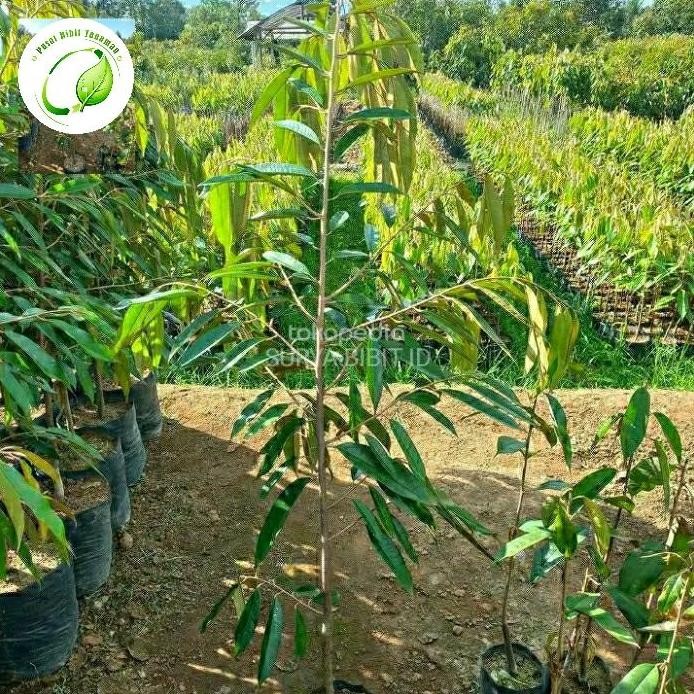 

Terlaris Bibit Durian Musaking 1 Meter Asli Okulasi Batang Super