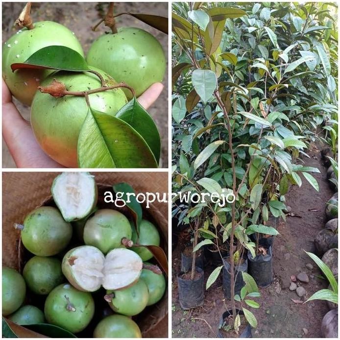 

Terlaris 1M Bibit Tanaman Sawo Kenitu / Sawo Durian / Sawo Ijo - Cepat Berbuah