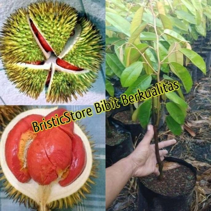 

Terlaris Bibit Durian Merah Banyuwangi Okulasi Cepat Berbuah