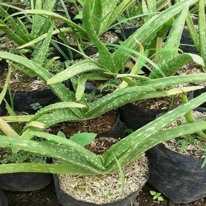 

Terlaris Bibit Tanaman Lidah Buaya