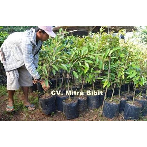 

Terlaris Bibit Durian Hitam / Bibit Durian Ochee/ Black Thorn Super